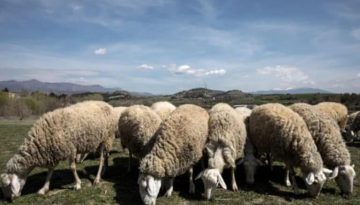 Ευλογιά: Αναστολή πλειστηριασμών και κατασχέσεων για τους πληγέντες κτηνοτρόφους