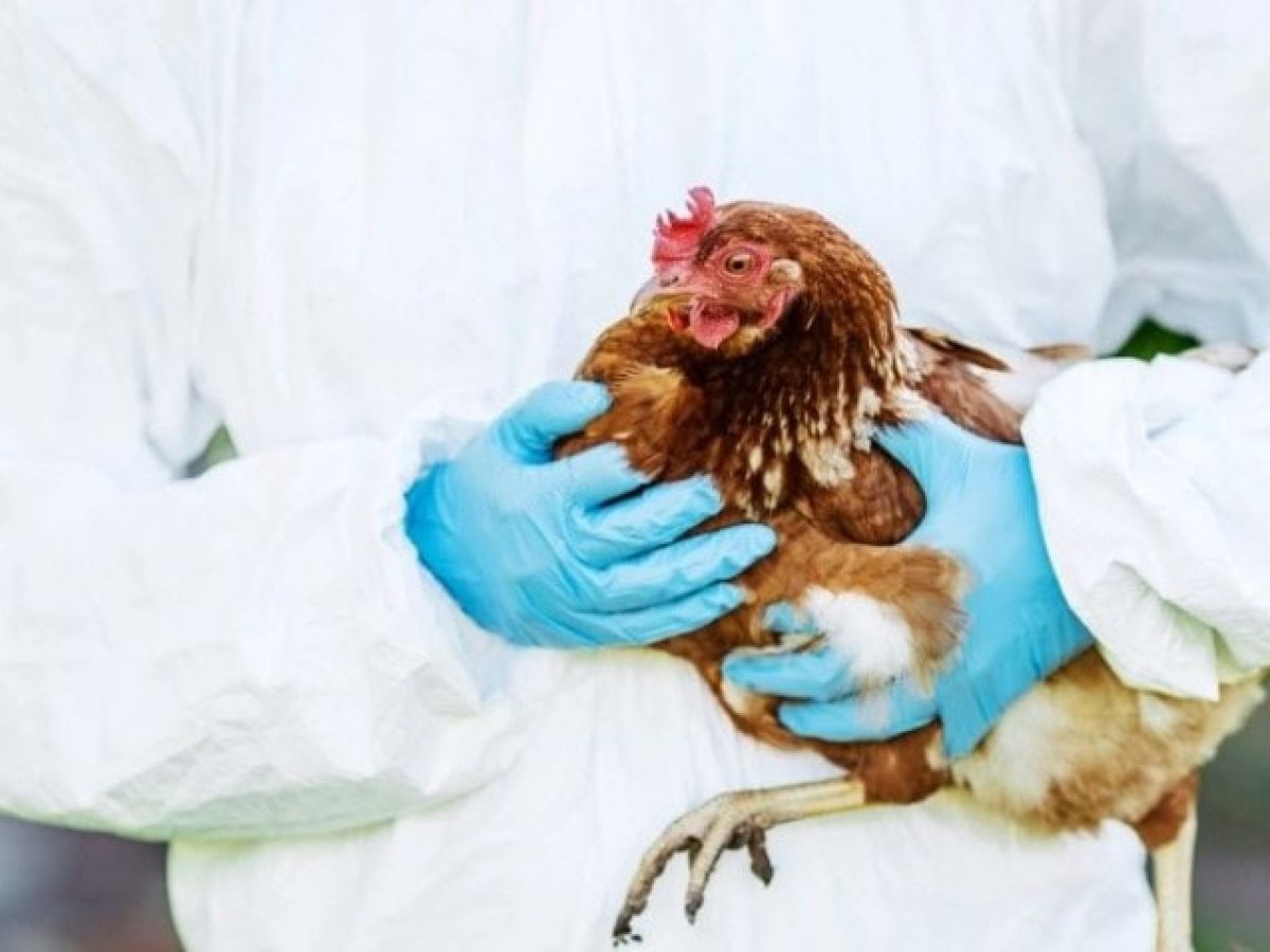 Γρίπη πτηνών: Σε επιφυλακή η Ευρώπη