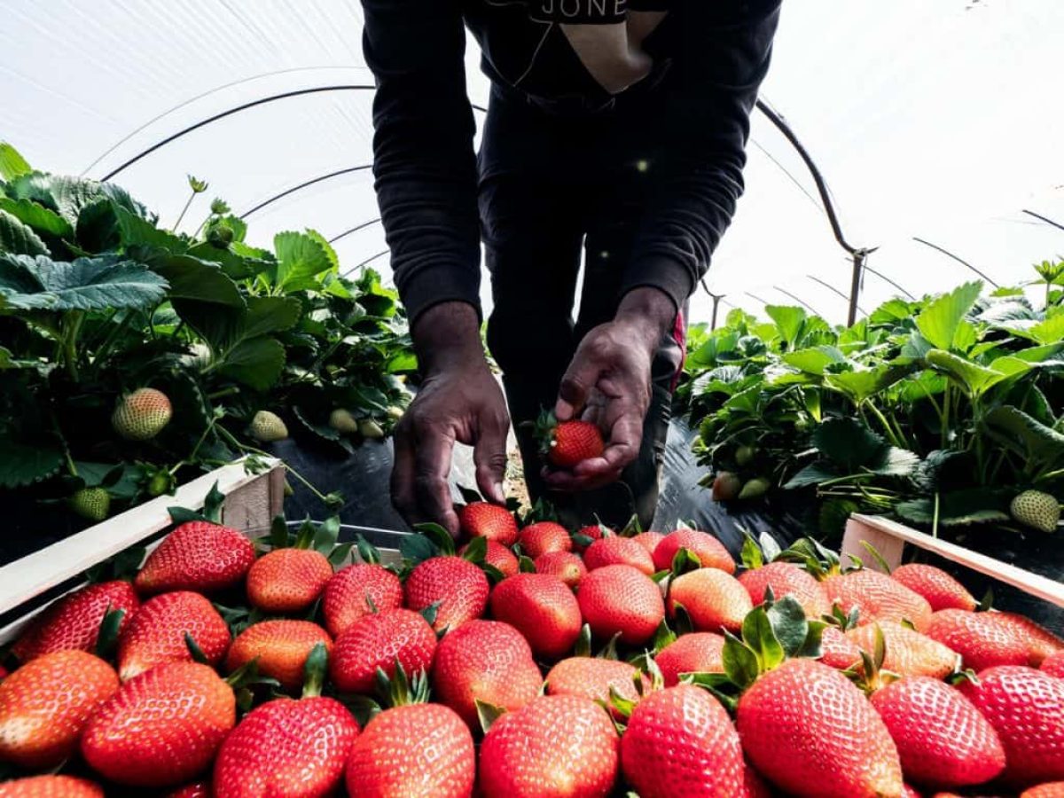 Η απάντηση της ΕΘΕΑΣ στις συκοφαντίες για τις διαδικασίες μετάκλησης εργατών γης