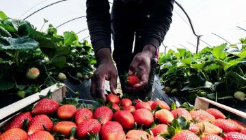 Η απάντηση της ΕΘΕΑΣ στις συκοφαντίες για τις διαδικασίες μετάκλησης εργατών γης