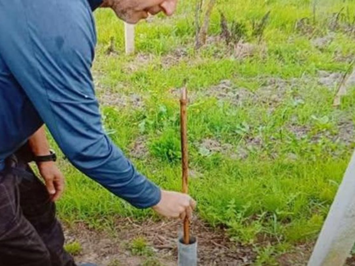 Η καλή “στράγγιση” των εδαφών αποτελεί βασική προϋπόθεση για την ανάπτυξης της ακτινιδιάς