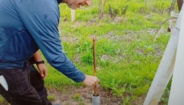 Η καλή “στράγγιση” των εδαφών αποτελεί βασική προϋπόθεση για την ανάπτυξης της ακτινιδιάς