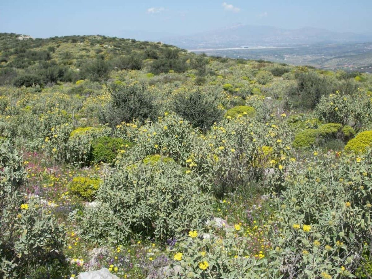 Ύποπτες διαγραφές αγρών  στο Ε9 βγάζουν στο ξέφωτο απατεώνες και συμβούλους