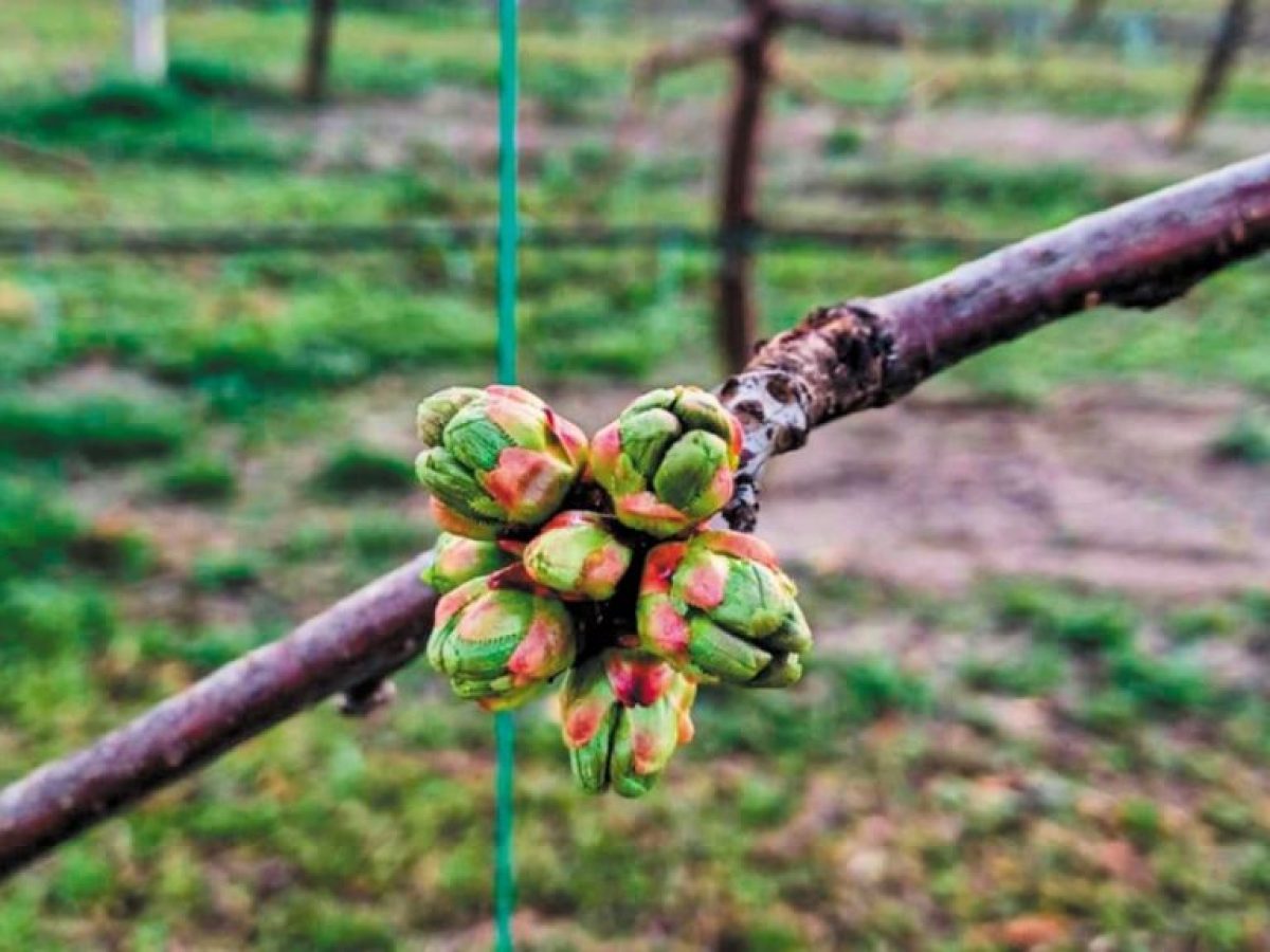 Κεράσι Βόρειου Έβρου: Μηδενικές αποζημιώσεις για… μηδενική παραγωγή