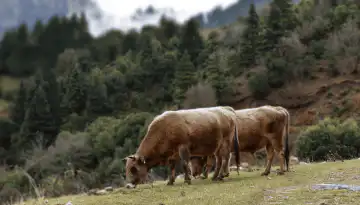 &ldquo;&Kappa;ό&kappa;&kappa;&iota;&nu;&omicron;&rdquo; &alpha;&pi;ό &tau;&eta;&nu; Έ&nu;&omega;&sigma;&eta; &Epsilon;&kappa;&tau;&rho;&omicron;&phi;έ&omega;&nu; &Epsilon;&lambda;&lambda;&eta;&nu;&iota;&kappa;ή&sigmaf; &Beta;&rho;&alpha;&chi;&upsilon;&kappa;&epsilon;&rho;&alpha;&tau;&iota;&kappa;ή&sigmaf; &Phi;&upsilon;&lambda;ή&sigmaf; &Beta;&omicron;&omicron;&epsilon;&iota;&delta;ώ&nu;