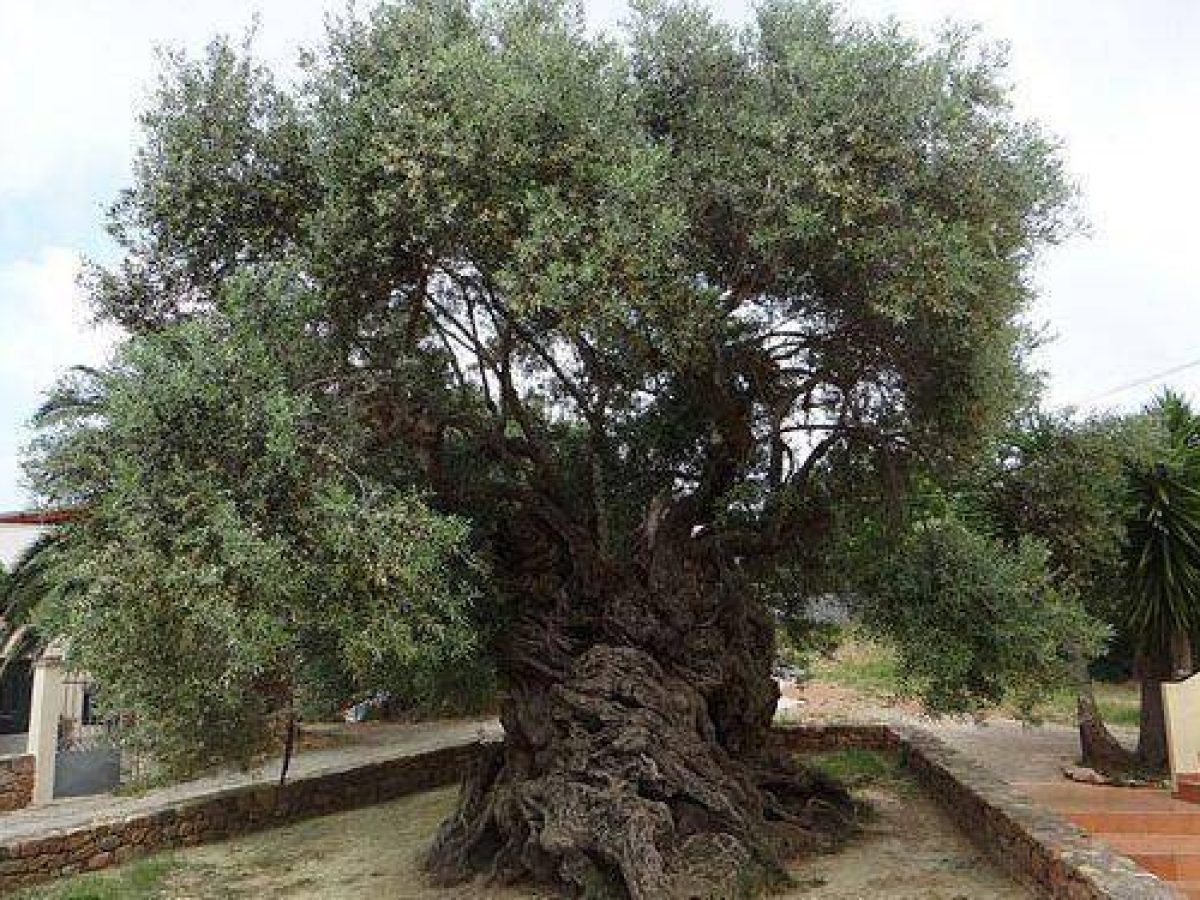 Κρήτη: «Ανάσα» για τους ελαιοπαραγωγούς – Παράταση στο Ψηφιακό Δελτίο Αποστολής