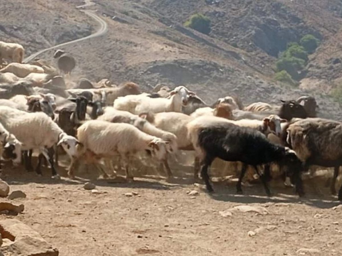 Κρήτη – Επιδοτήσεις: Σήμερα τελικά η εξισωτική στους κτηνοτρόφους – Μέχρι τα Φώτα η μεγάλη πληρωμή