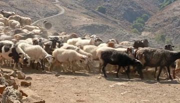 Κρήτη – Επιδοτήσεις: Σήμερα τελικά η εξισωτική στους κτηνοτρόφους – Μέχρι τα Φώτα η μεγάλη πληρωμή