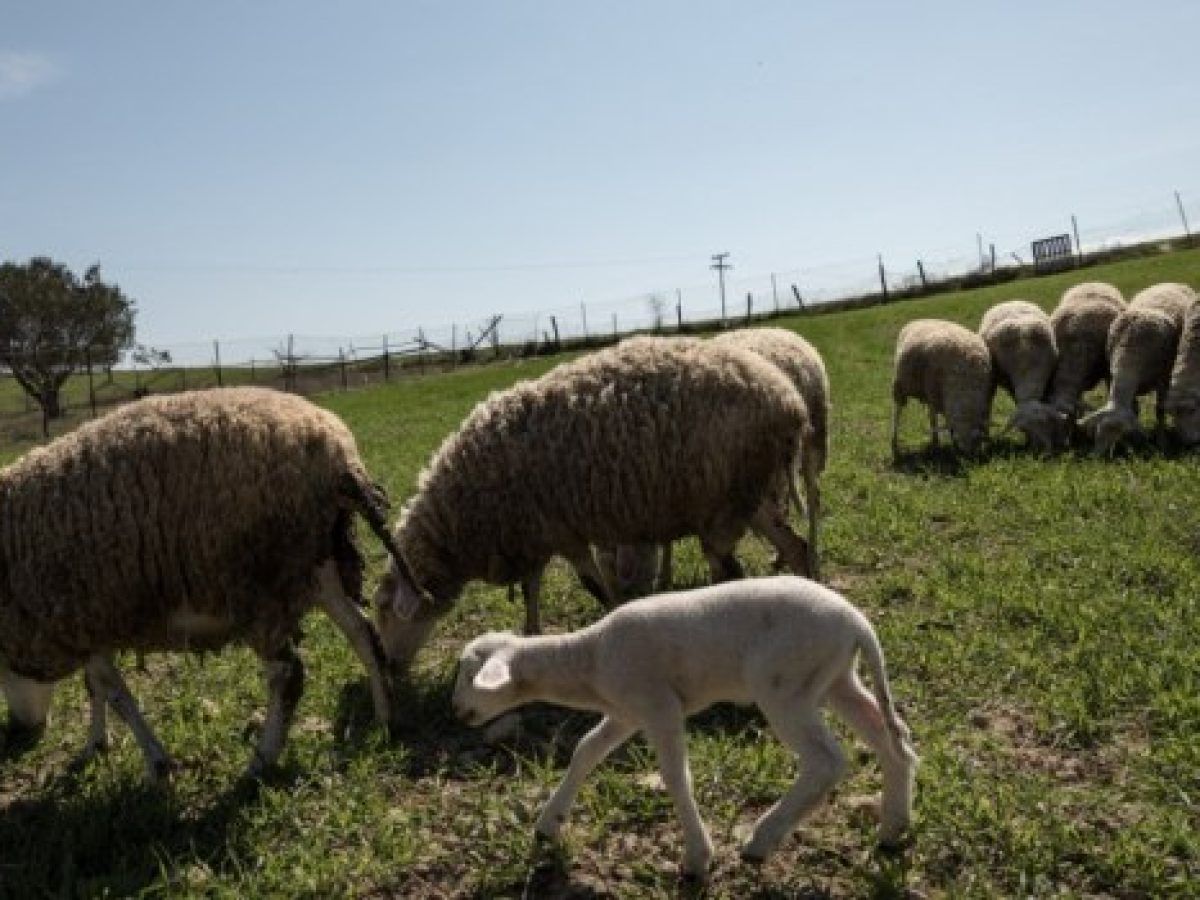 Κτηνοτρόφοι: Ποια χρέη μπαίνουν στον «πάγο» – Τι πρέπει να γνωρίζουν