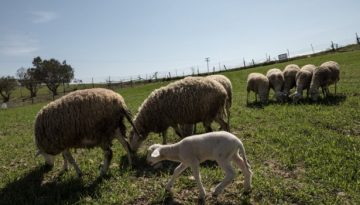 Κτηνοτρόφοι: Ποια χρέη μπαίνουν στον «πάγο» – Τι πρέπει να γνωρίζουν