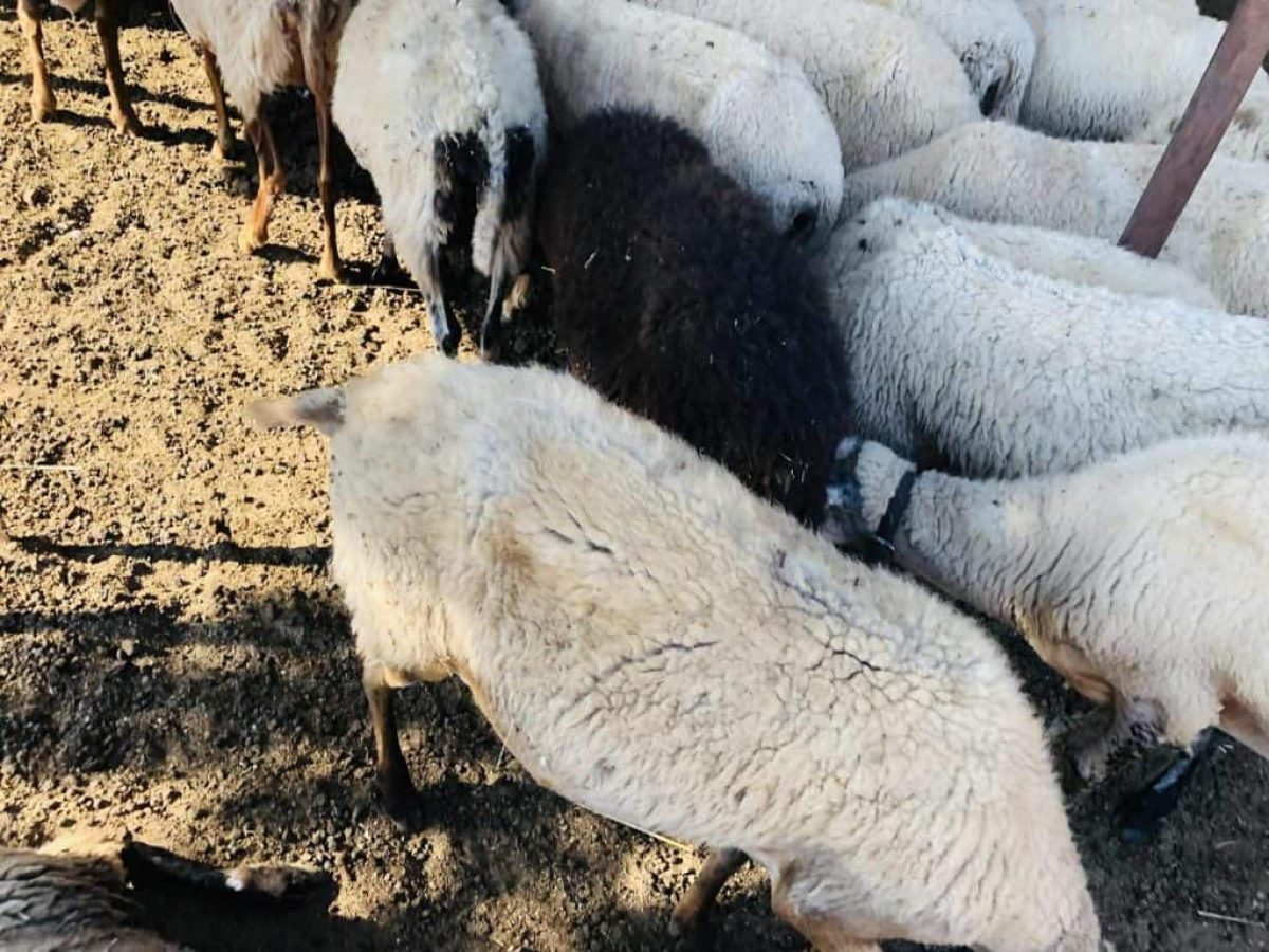 Νέα παράταση για τις άδειες λειτουργίας των κτηνοτροφικών εγκαταστάσεων