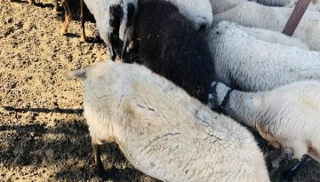 Νέα παράταση για τις άδειες λειτουργίας των κτηνοτροφικών εγκαταστάσεων