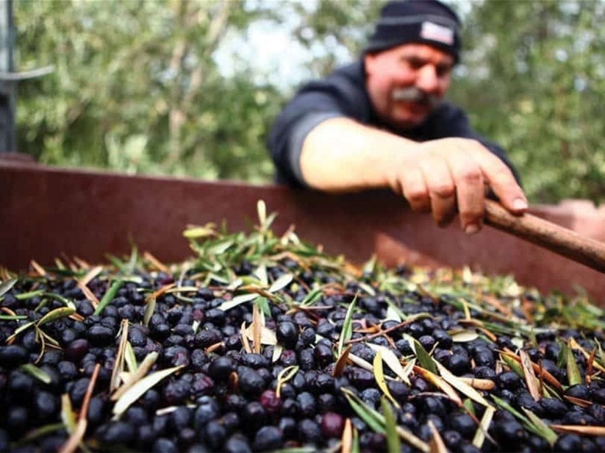 Νέο πρόγραμμα προώθησης ελληνικών βιολογικών επιτραπέζιων ελιών σε Γαλλία και Πολωνία