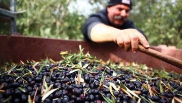 Νέο πρόγραμμα προώθησης ελληνικών βιολογικών επιτραπέζιων ελιών σε Γαλλία και Πολωνία