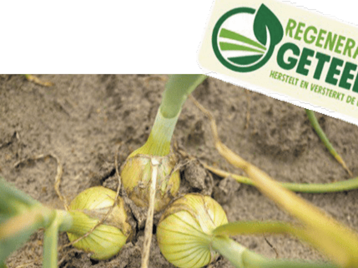 Ολλανδία: Αναγεννητικά καλλιεργημένα κρεμμύδια διαθέσιμα στην αγορά