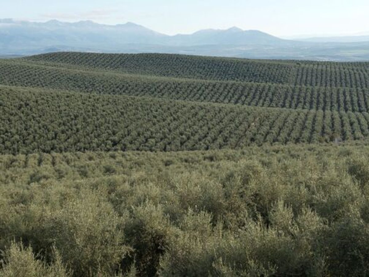 ΟΠΕΚΕΠΕ: Έπαιρναν «χρυσές» επιδοτήσεις και τώρα διαγράφουν τα στρέμματα – Τι γίνεται στην Κρήτη