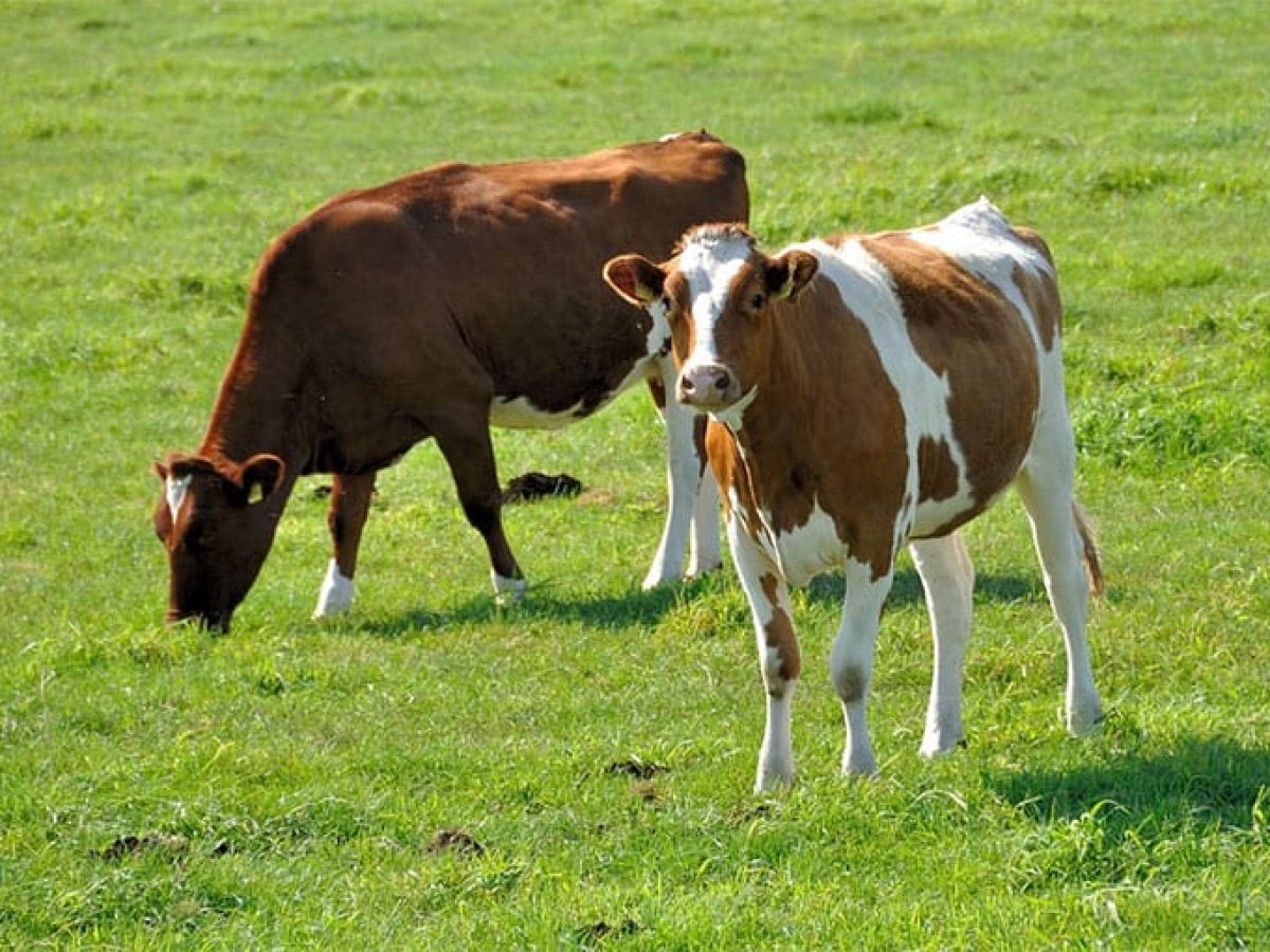 ΟΠΕΚΕΠΕ – Στα Τρίκαλα γυναίκα εμφανίζεται να έχει εισπράξει επιδοτήσεις άνω του 1 εκατ.