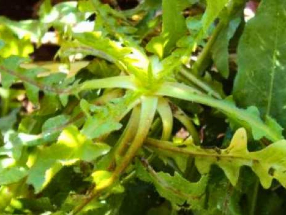 Πικραλίδα η Αγριοράδικο – Ένα ισχυρό φάρμακο της φύσης