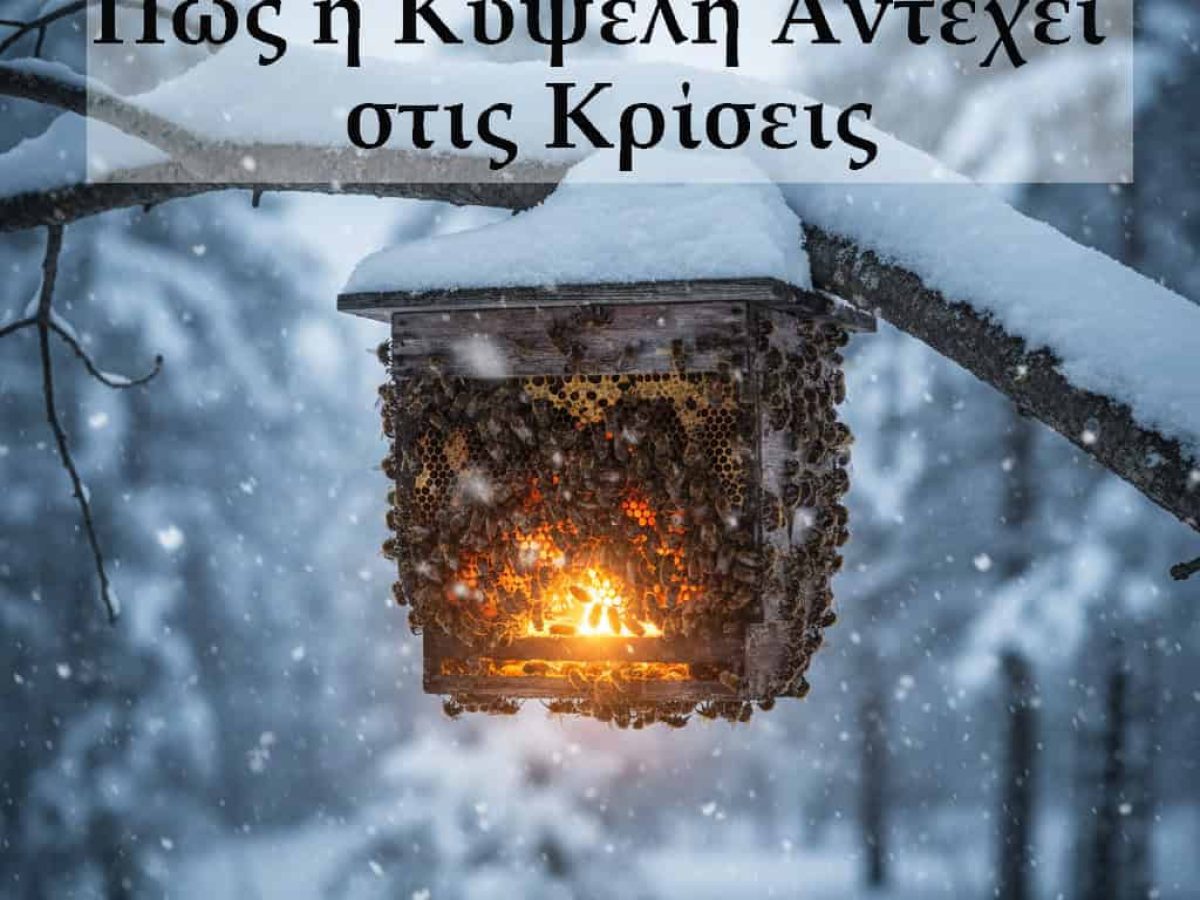 Πώς η Κυψέλη Αντέχει στις Κρίσεις