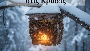 Πώς η Κυψέλη Αντέχει στις Κρίσεις