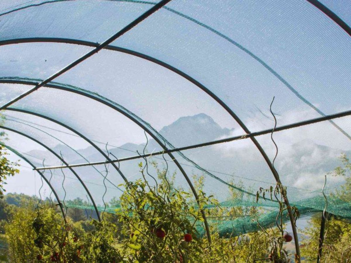 Πώς να τοποθετήσετε σωστά το δίχτυ σκίασης στο θερμοκήπιο