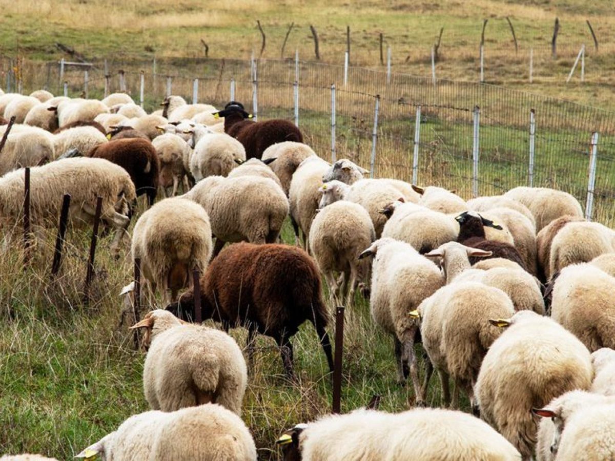 Πρόσθετη πληρωμή 1,6 εκατ. ευρώ για απώλεια εισοδήματος από ευλογιά