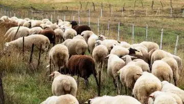&Pi;&rho;ό&sigma;&theta;&epsilon;&tau;&eta; &pi;&lambda;&eta;&rho;&omega;&mu;ή 1,6 &epsilon;&kappa;&alpha;&tau;. &epsilon;&upsilon;&rho;ώ &gamma;&iota;&alpha; &alpha;&pi;ώ&lambda;&epsilon;&iota;&alpha; &epsilon;&iota;&sigma;&omicron;&delta;ή&mu;&alpha;&tau;&omicron;&sigmaf; &alpha;&pi;ό &epsilon;&upsilon;&lambda;&omicron;&gamma;&iota;ά