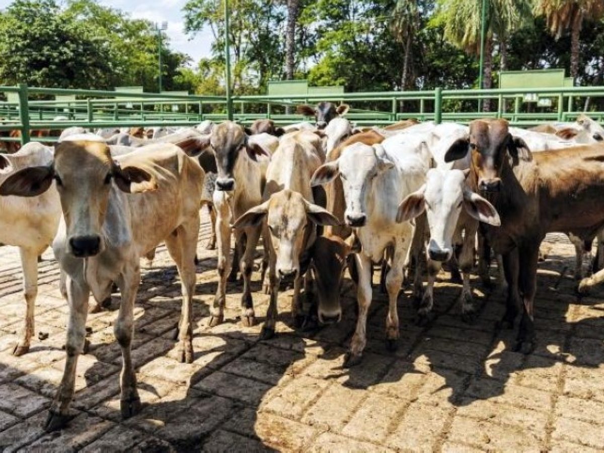 Ρεκόρ εισαγωγών βοείου κρέατος στη Μ. Βρετανία το 2025