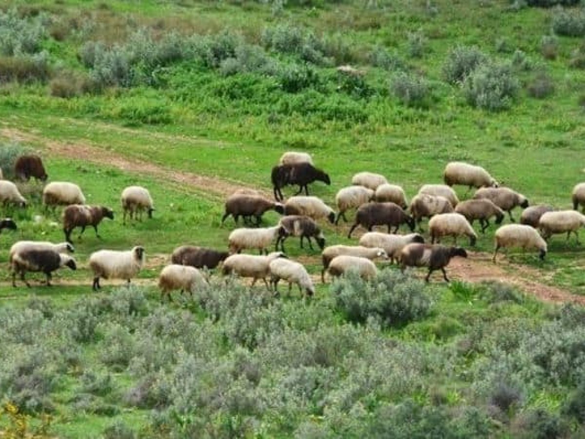 Σύσκεψη αγροτών και κτηνοτρόφων στη Λεπενού με πρωτοβουλία της ΟΑΣ Αιτωλοακαρνανίας