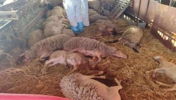 Στα 450.233 έφτασαν τα θανατωμένα ζώα από ευλογιά