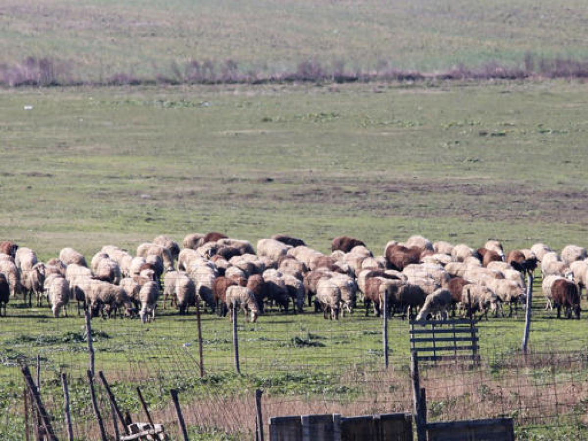 Στη γραμμή άμυνας κατά της ευλογιάς οι στρατιωτικοί κτηνίατροι