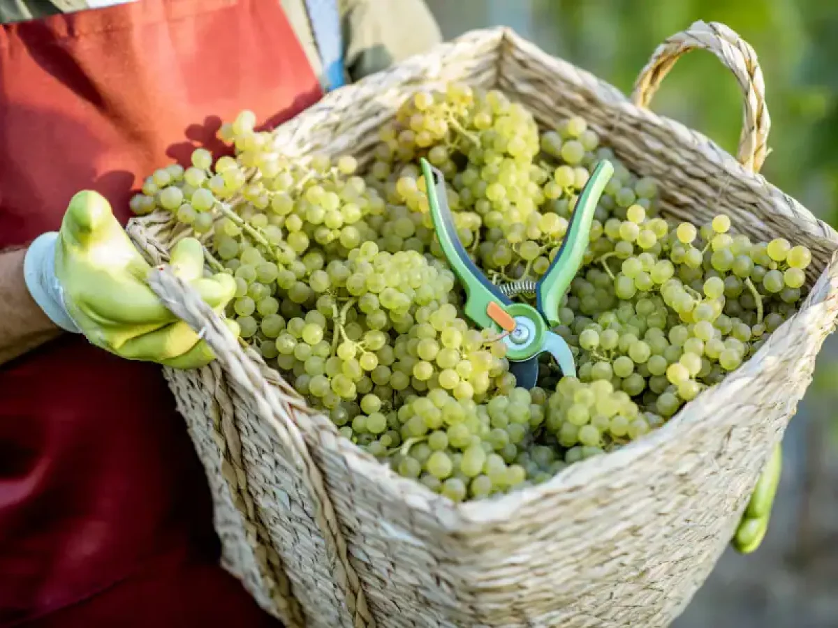 Τεχνικές για χειμερινό κλάδεμα στο αμπέλι – Πλήρης οδηγός