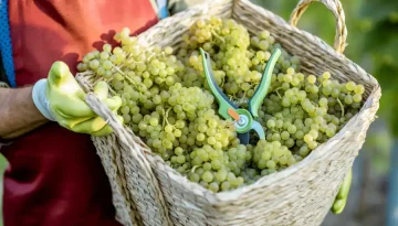 Τεχνικές για χειμερινό κλάδεμα στο αμπέλι – Πλήρης οδηγός