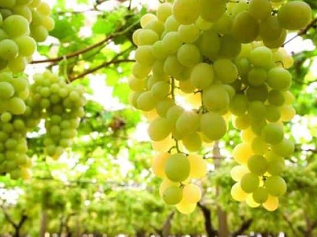 Τρύγος 2025 στο Κιλκίς: «Άλμα» 40% στην παραγωγή σταφυλιών