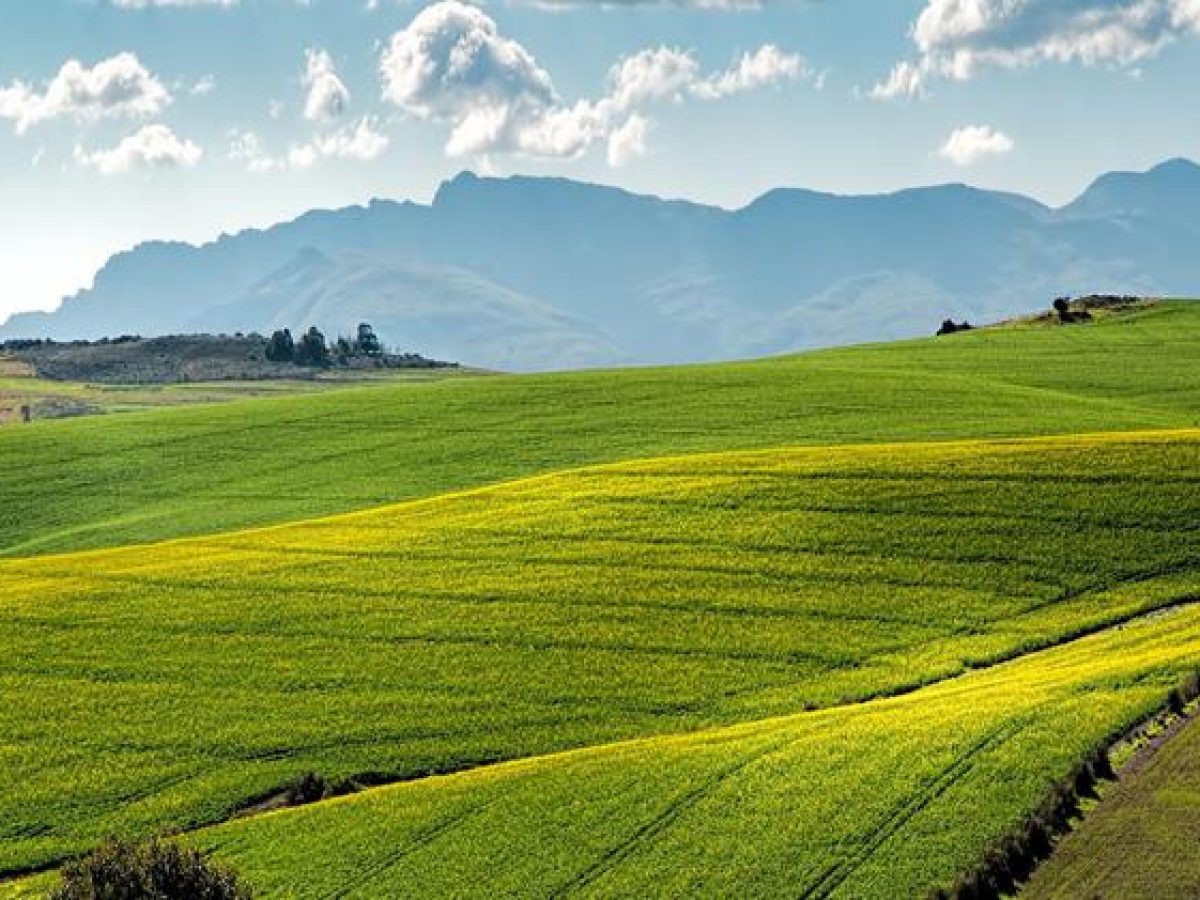 Βουλγαρία: Άλμα 55% στις εκτάσεις χειμερινής ελαιοκράμβης για το 2026