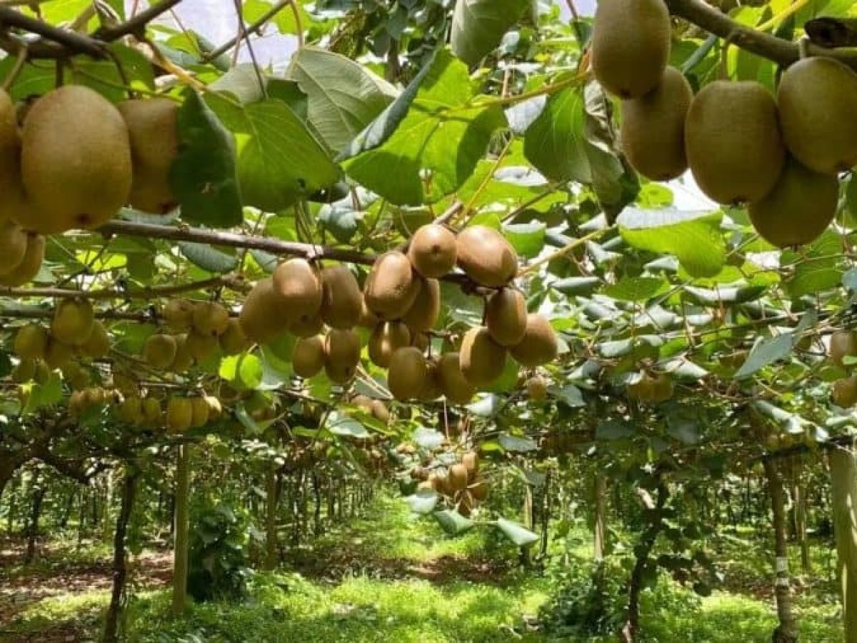 Ακτινίδιο: Οι 5 «ιδανικές» προϋποθέσεις για επιτυχημένη φύτευση – Τι προειδοποιεί ο γεωπόνος Βασίλης Έξαρχος