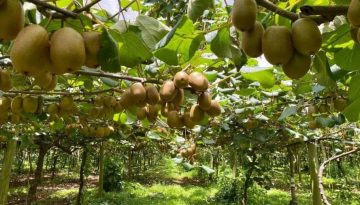 Ακτινίδιο: Οι 5 «ιδανικές» προϋποθέσεις για επιτυχημένη φύτευση – Τι προειδοποιεί ο γεωπόνος Βασίλης Έξαρχος