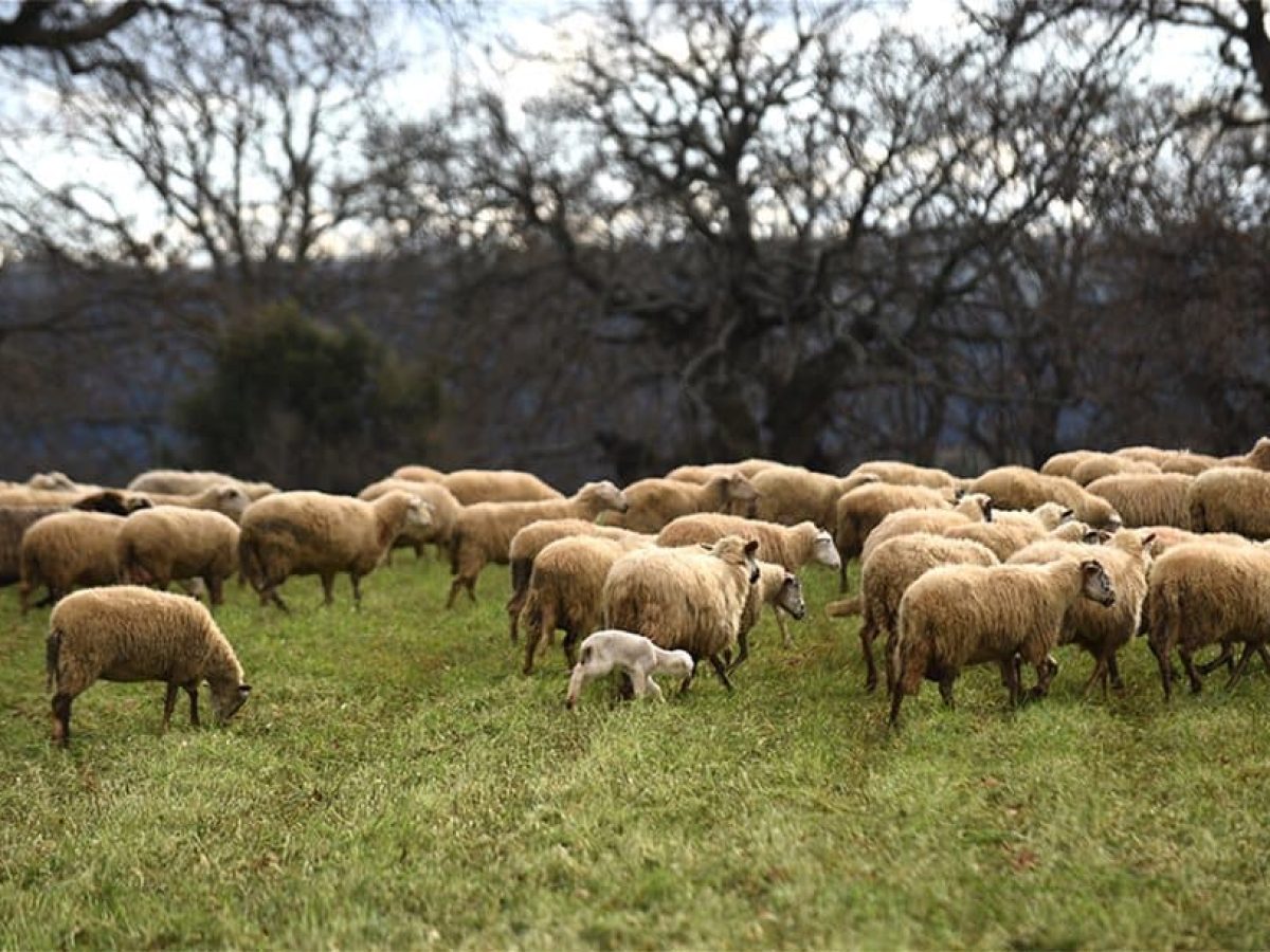 Αναστολή ως 31/12/2026 οφειλών πληγέντων κτηνοτρόφων από ευλογιά