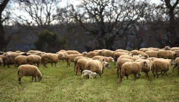 Αναστολή ως 31/12/2026 οφειλών πληγέντων κτηνοτρόφων από ευλογιά