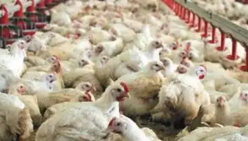 &Alpha;&nu;&epsilon;&mu;&omicron;&sigma;&tau;&rho;ό&beta;&iota;&lambda;&omicron;&sigmaf; &delta;&iota;έ&lambda;&upsilon;&sigma;&epsilon; &pi;&tau;&eta;&nu;&omicron;&tau;&rho;&omicron;&phi;&iota;&kappa;ή &mu;&omicron;&nu;ά&delta;&alpha; &sigma;&tau;&eta;&nu; Ή&pi;&epsilon;&iota;&rho;&omicron;