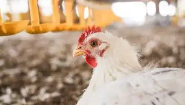 &Alpha;&pi;&epsilon;&iota;&lambda;ή &gamma;&iota;&alpha; &tau;&alpha; &pi;&omicron;&upsilon;&lambda;&epsilon;&rho;&iota;&kappa;ά &tau;&eta;&sigmaf; &Epsilon;.&Epsilon;. &alpha;&pi;ό &tau;&eta;&nu; Mercosur