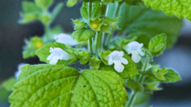 22-ellinika-votana-monadika-farmaka