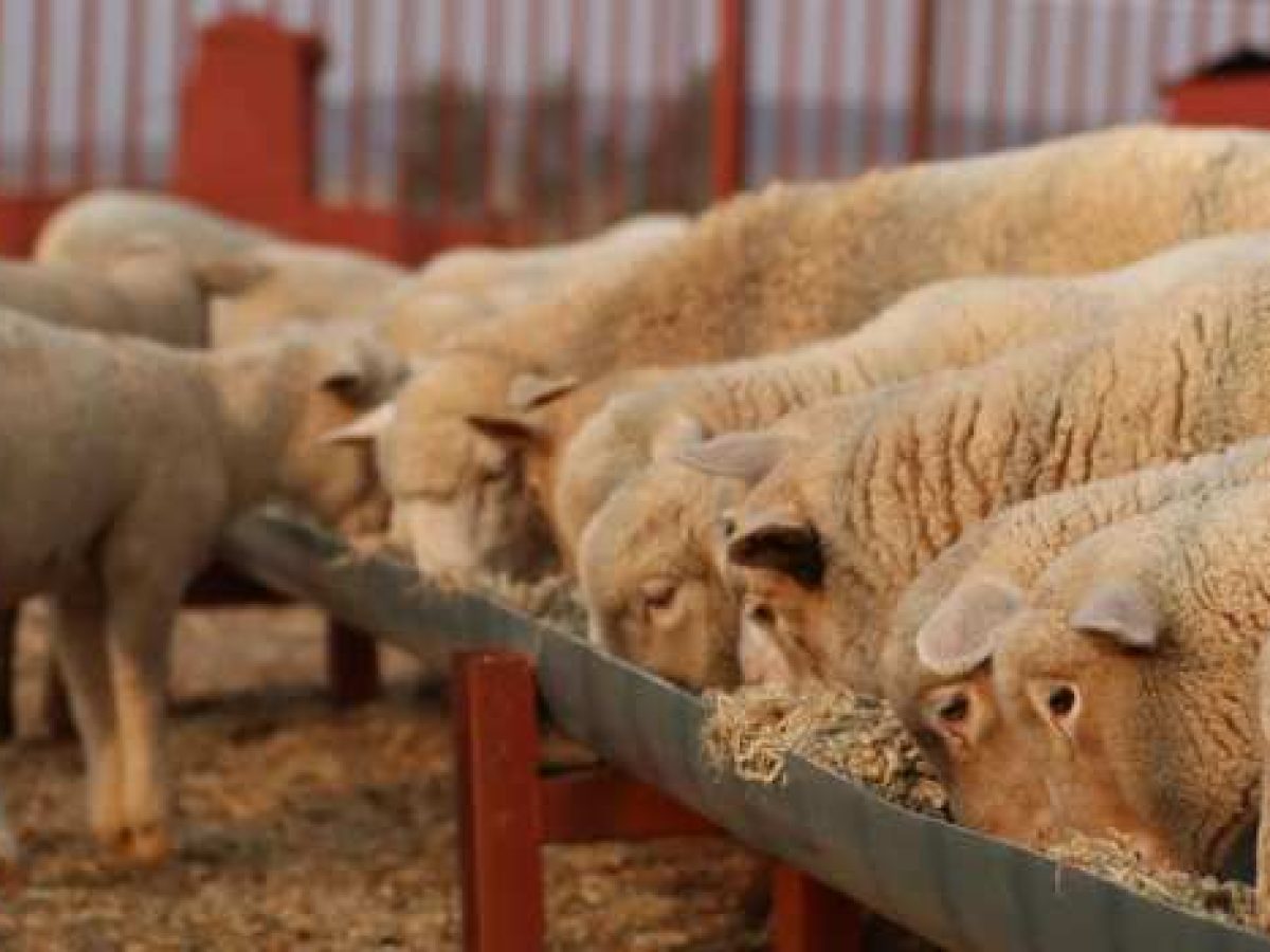 7 απαντήσεις σε ανακριβείς ισχυρισμούς περί εμβολιασμών (ευλογιά αιγοπροβάτων)