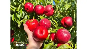 ATANAIS&reg; : &Pi;&rho;ώ&iota;&mu;&eta; &kappa;ί&tau;&rho;&iota;&nu;&eta; &nu;&epsilon;&kappa;&tau;&alpha;&rho;&iota;&nu;&iota;ά &upsilon;&psi;&eta;&lambda;ώ&nu; &alpha;&pi;&omicron;&delta;ό&sigma;&epsilon;&omega;&nu;
