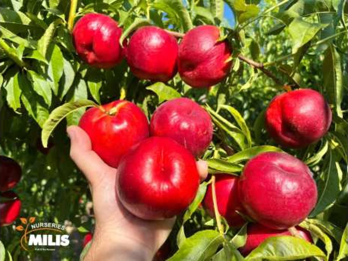 ATANAIS® : Πρώιμη κίτρινη νεκταρινιά υψηλών αποδόσεων