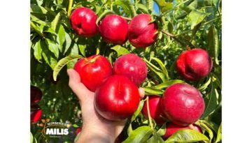 ATANAIS® : Πρώιμη κίτρινη νεκταρινιά υψηλών αποδόσεων