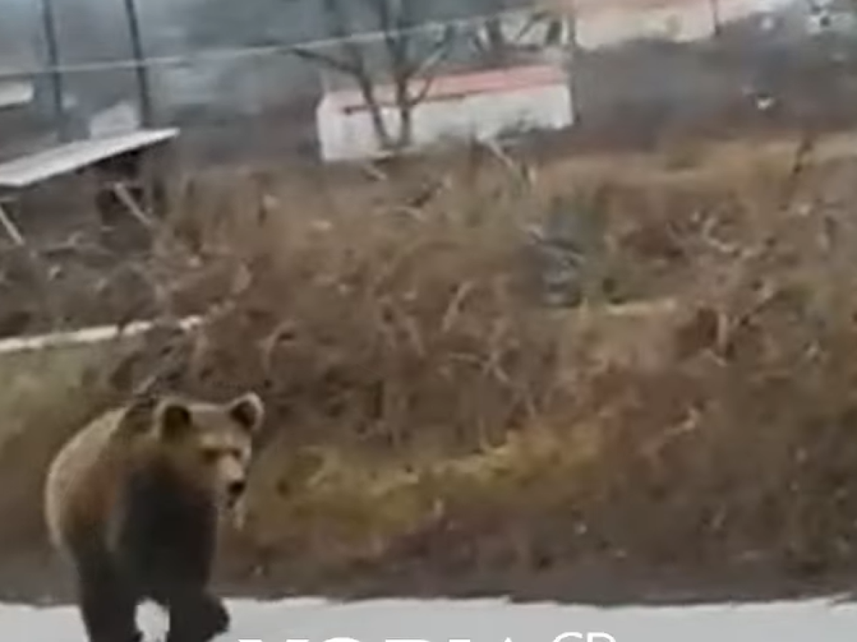 Aρκούδα βγήκε…σεργιάνι στην Κοζάνη – Έκπληκτοι οι περαστικοί