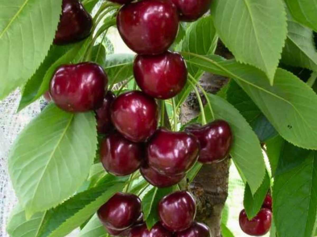 Carmen® : Η ποικιλία κερασιάς που ξεχωρίζει στην παραγωγή και στην αγορά