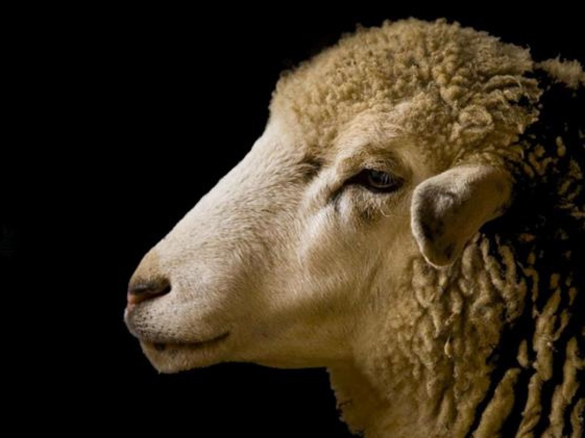 E. Λιακούλη: Η Κυβέρνηση απέκρυψε επιστολή- κόλαφο της Ευρωπαϊκής Επιτροπής για την ευλογιά, που χαρακτηρίζει «αναγκαίο κ