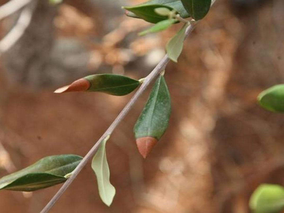 From sensors to dogs, scientists break new ground for Xylella fastidiosa early detection